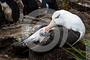 Touching moment with Black-Browed Albatross chick under adultÃ¢â¬â¢s wing on mud and grass nest, Albatross and Penguin rookery, Falkl photo